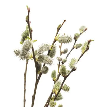 Willow twigs isolated on white background. Spring flowering of trees. Flowe.. Stock Photos