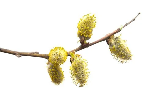 Willow twigs isolated on white background. Spring flowering of trees. Flowe.. Stock Photos