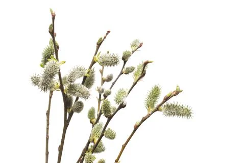 Willow twigs isolated on white background. Spring flowering of trees. Flowe.. Stock Photos