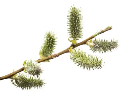 Willow twigs isolated on white background. Spring flowering of trees. Flowe.. Stock Photos