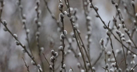 Willow twigs near, falling snow, 4K slomo Stock Footage 168323974