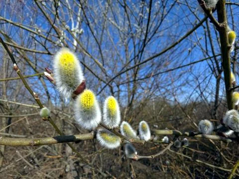 Willow Twigs With Soft Blossoms in Springtime Sunlight Near Trees and Clear S Stock Photos