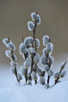 Willow twigs in spring Stock Photos