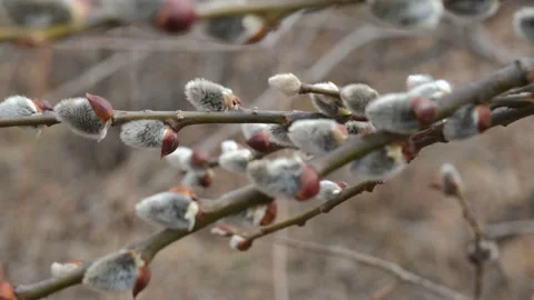 Willow twigs swaying in the wind in spring Stock Footage 179359514
