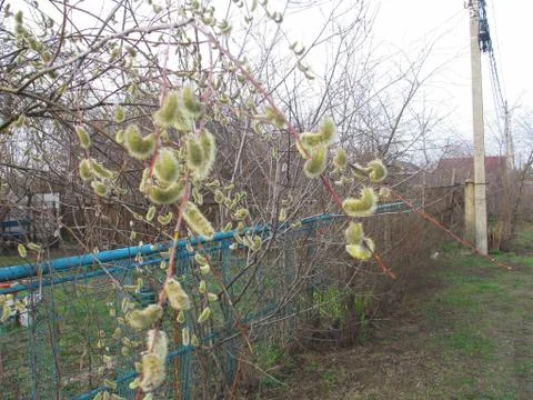 Willow twigs on the tree bloom spring Stock Photos
