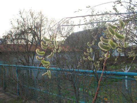 Willow twigs on the tree bloom spring Stock Photos