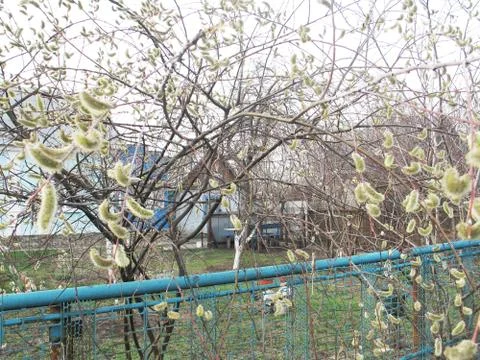 Willow twigs on the tree bloom spring 库存照片