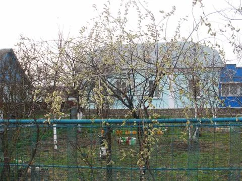 Willow twigs on the tree bloom spring Stock Photos