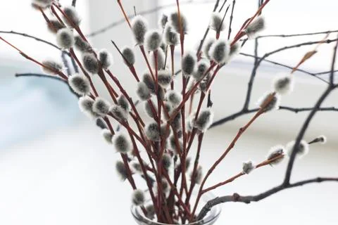 Willow twigs in a vase Stock Photos
