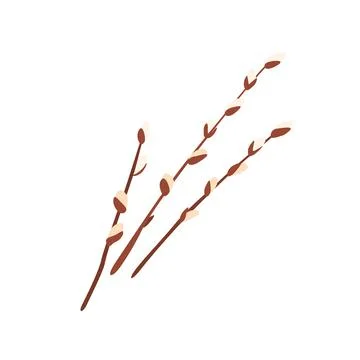 Willow twigs vector illustration isolated on white background in modern simple Stock Illustration