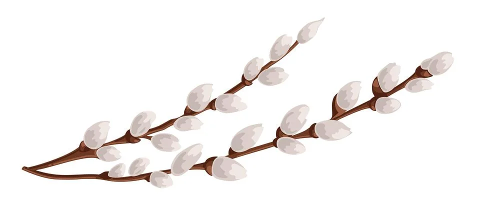 Willow twigs vector illustration. Spring season Easter celebration blooming Stock Illustration