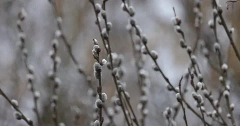 Willow twigs in the wind, snow falling, 4K slomo Stock Footage 168323953