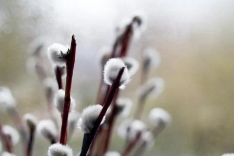 Willow twigs on the window in a vase Stock Photos