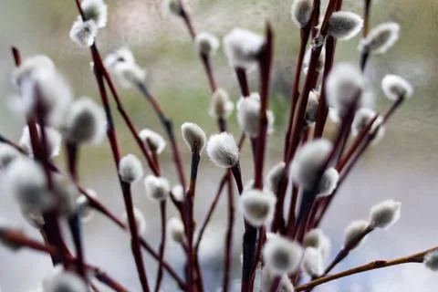 Willow twigs on the window in a vase Stock Photos