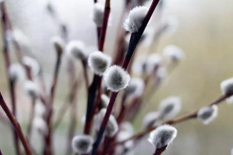 Willow twigs on the window in a vase Stock Photos