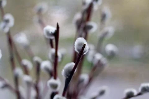 Willow twigs on the window in a vase Stock Photos