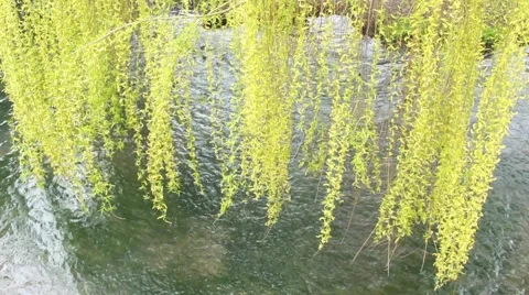 Willow under a river 動画素材 61600137