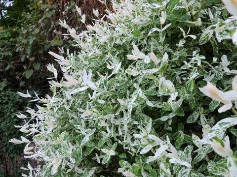 Willow with variegated leaves in spring Foto stock