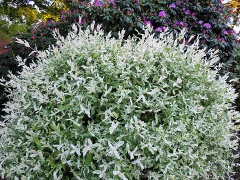 Willow with variegated leaves in spring Stock Photos