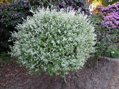 Willow with variegated leaves in spring Foto stock