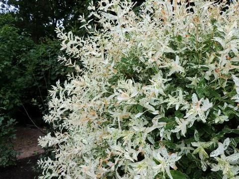 Willow with variegated leaves in spring Stock Photos