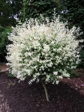 Willow with variegated leaves in spring Foto stock