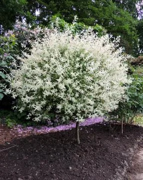 Willow with variegated leaves in spring Stock Photos