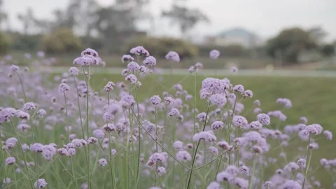 Willow verbena, sunset Stock Footage 236649640