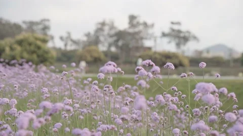 Willow verbena, sunset Stock Footage 236649646
