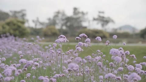 Willow verbena, sunset Stock Footage 236649775