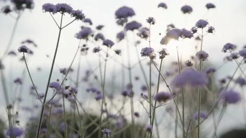 Willow verbena, sunset Stock Footage 236649842