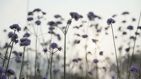 Willow verbena, sunset Stock Footage 236649870