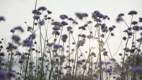Willow verbena, sunset Stock Footage 236649882