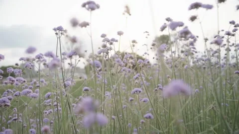 Willow verbena, sunset Stock Footage 236649933
