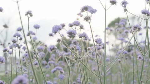 Willow verbena, sunset Stock Footage 236649951