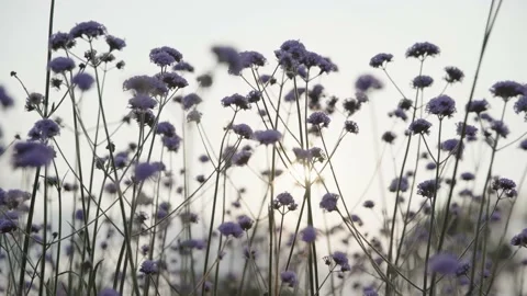 Willow verbena, sunset Stock Footage 236649968