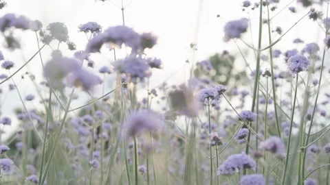 Willow verbena, sunset Stock Footage 236650000