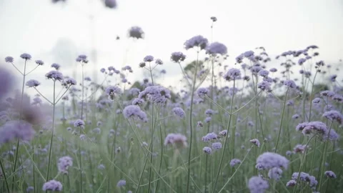 Willow verbena, sunset Stock Footage 236650072