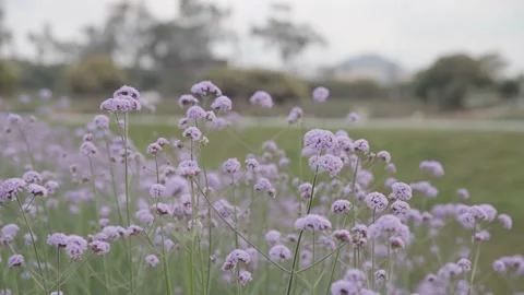 Willow verbena, sunset Stock Footage 236650076