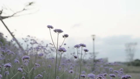 Willow verbena, sunset Stock Footage 236650079