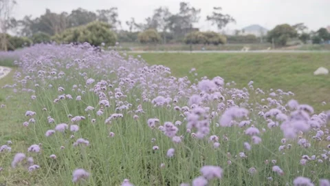 Willow verbena, sunset Stock Footage 236650191