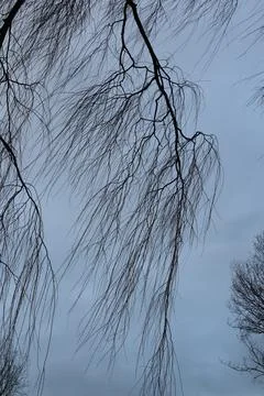 Willow VI Foto stock