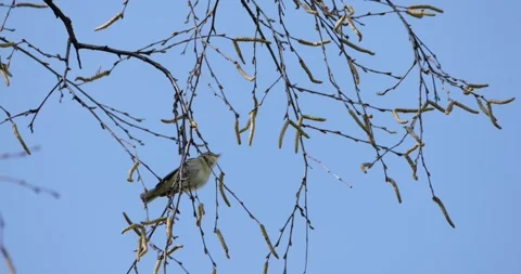 Willow warbler balances on thin drooping birch twigs near fresh buds, hunting Stock Footage 311585064