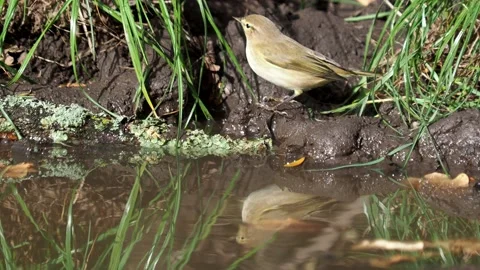 The willow warbler bird on the ground to drink Stock Footage 225074529