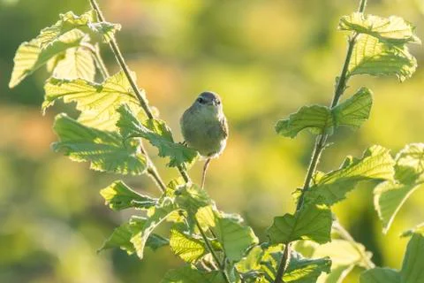 Willow warbler bird, Phylloscopus trochilus Stock Photos