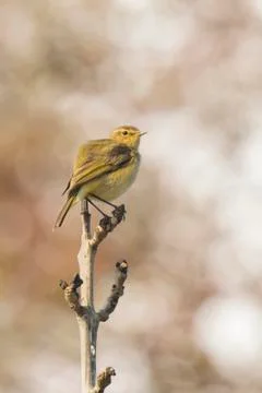 Willow warbler bird, Phylloscopus trochilus, singing Stock Photos