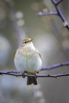 Willow warbler bird, Phylloscopus trochilus, perched. Stock Photos