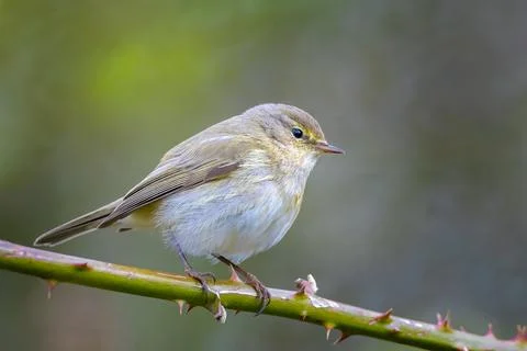Willow warbler bird, Phylloscopus trochilus, perched. Stock Photos