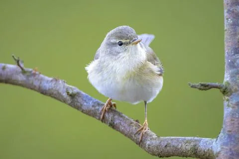 Willow warbler bird, Phylloscopus trochilus, perched. Stock Photos