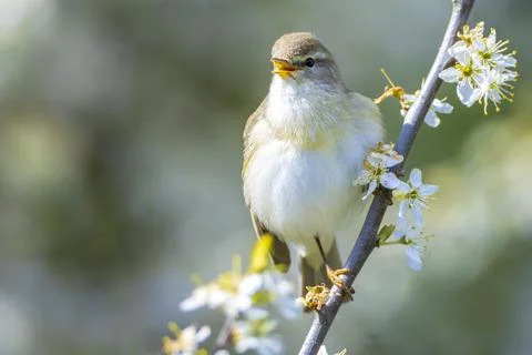 Willow warbler bird, Phylloscopus trochilus, perched. Stock Photos
